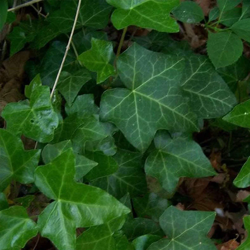 New!Plant